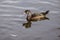 Beautiful Canadian Duck  Swimming in the Pond