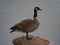 Beautiful Canadian goose perched on a rock in the Lake Carmel