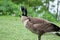 Beautiful canadian goose portrait shot that shows the magnificent animal