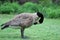 Beautiful canadian goose portrait shot that shows the magnificent animal