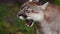 Beautiful Canadian Puma in forest. American cougar - mountain lion. Wild Cat Close-up portrait scene in the woods