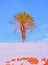 Beautiful Canarian location palm tree. Travel aesthetic stylish wallpaper