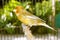 Beautiful canary bird (Serinus canaria) in a cage