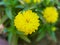 Beautiful Canary Bird Zinnia Flower & x28;India& x29;