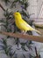 beautiful canary that stands upright