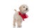 Beautiful caniche dog looking up, wearing a red bandana