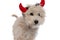Beautiful caniche dog wearing devil horns and bowtie