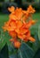 Beautiful Canna `Cannova Orange Shades` flowers blooming in the summer