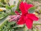 Beautiful Canna Indica flower. Dark Red Coloured Flower Wallpaper