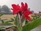 Beautiful Canna Indica flower. Red Coloured Flower Wallpaper