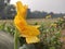 Beautiful Canna Indica flower. Yellow Coloured Flower Wallpaper