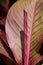 Beautiful canna lily plant leaf texture