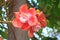 Beautiful Cannon Balltree Flower