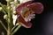 Beautiful cannonball flower on a natural black background