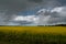 Beautiful canola field