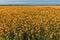 Beautiful canola field somewhere in Australia.