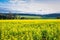 Beautiful canola plantation, yellow flower field in Brazil