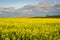 Beautiful canola plantation, yellow flower field in Brazil