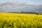 Beautiful canola plantation, yellow flower field in Brazil