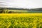 Beautiful canola plantation, yellow flower field in Brazil