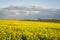 Beautiful canola plantation, yellow flower field in Brazil