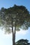 Beautiful canopy of Alstonia scholaris tropical tree also known as blackboard, scholar tree in Philippines.