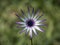 A Beautiful Cape Daisy blooming