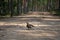 Beautiful capercaillie hen on mountain forest  Tetrao urogallus, female