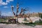 beautiful Cappadocia tree hung with ceramic dishes