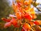 Beautiful Capparis flowers