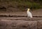 The beautiful Capped Heron