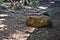 Beautiful capybara grazing on the ground