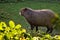 A beautiful capybara looks at the sun, the view from the side of the animal, beautifully lit by the sun, the greenery of the