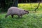 A beautiful capybara walking to the water