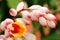 Beautiful cardamom flowers and buds in background