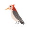 Beautiful cardinal bird vector Illustration on a white background