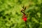 Beautiful cardinal flower in red