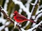 A Beautiful Cardinal sitting on Branch during a light snow fall