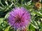 Beautiful Cardoon in a garden in Richmond, BC