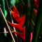 Beautiful caribbean Heliconia flower Heliconia caribaea Lam also popularly known as lobster-claw, wild plantain or false bird-of