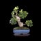 Beautiful carmona bonsai over dark background