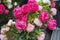 Beautiful carnation flowers or pinks in the flowerbed