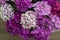 Beautiful carnation Pink fucsia Flowers on Wooden Surface with Copy Space