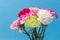 Beautiful carnations in bloom
