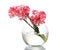 Beautiful carnations in transparent vase