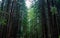 Beautiful Carpathian forest. Green tall firs grow densely, light breaks through the branches