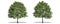 Beautiful Carpinus tree isolated and cutting on a white background with clipping path