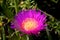 Beautiful Carpobrotus flower