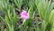 The beautiful Carpobrotus flower in garden