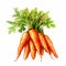 beautiful Carrot watercolor Vegetable clipart illustration